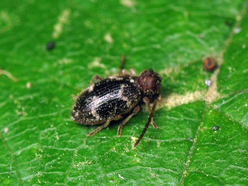 Ptinus rufipes Olivier, 1790